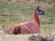 llama (Lama glama) 