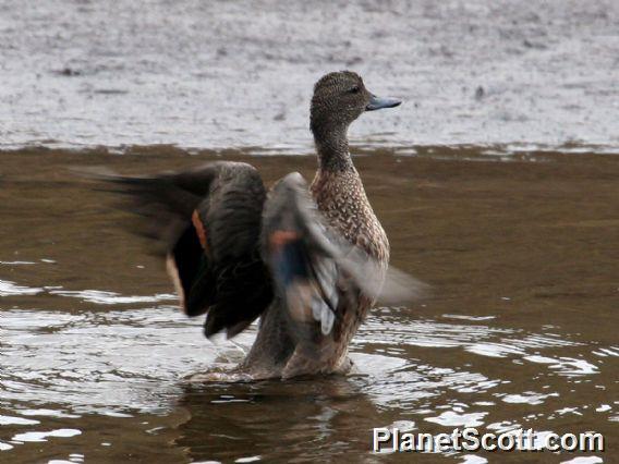 Andean Teal (Anas andium)