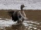 Andean Teal (Anas andium)