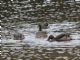 Andean Teal (Anas andium) 