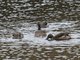 Andean Teal (Anas andium)