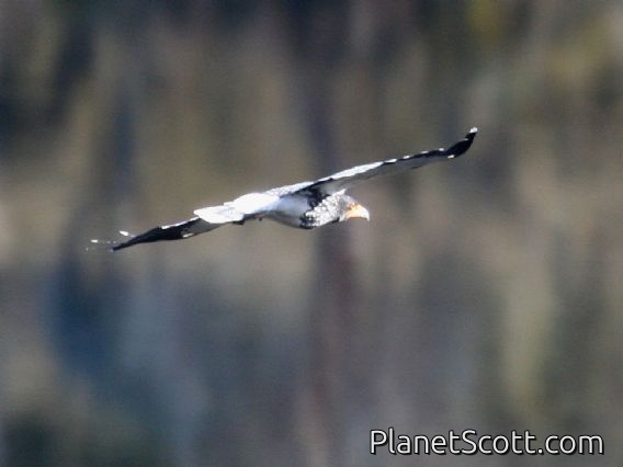 Carunculated Caracara (Phalcoboenus carunculatus)