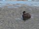 Andean Duck (Oxyura ferruginea) Female