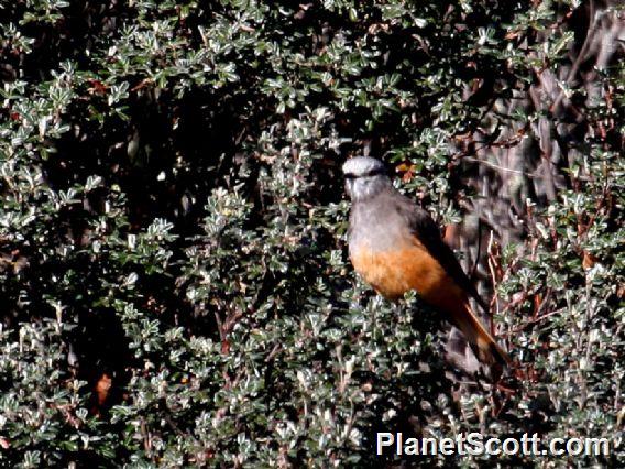 Red-rumped Bush-Tyrant (Cnemarchus erythropygius)