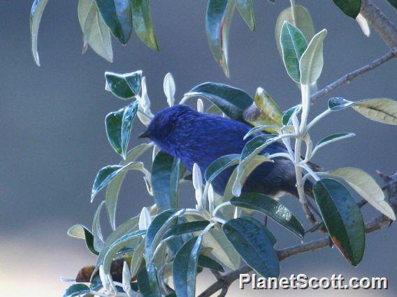 Tit-like Dacnis (Xenodacnis parina)