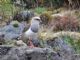 Andean Lapwing (Vanellus resplendens) 