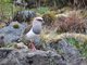 Andean Lapwing (Vanellus resplendens)