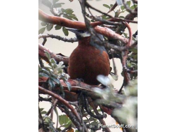 Giant Conebill (Conirostrum binghami)