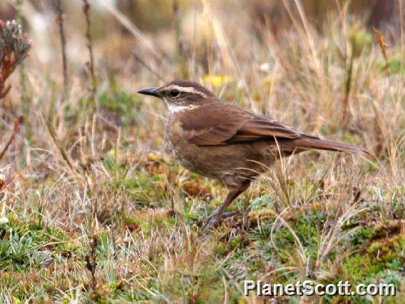 Stout-billed Cinclodes (Cinclodes excelsior)