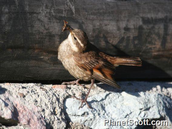 Chestnut-winged Cinclodes (Cinclodes albidiventris)