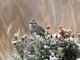 Andean Tit-Spinetail (Leptasthenura andicola)