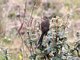 Andean Tit-Spinetail (Leptasthenura andicola)