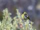 Hooded Siskin (Carduelis magellanicus) Male