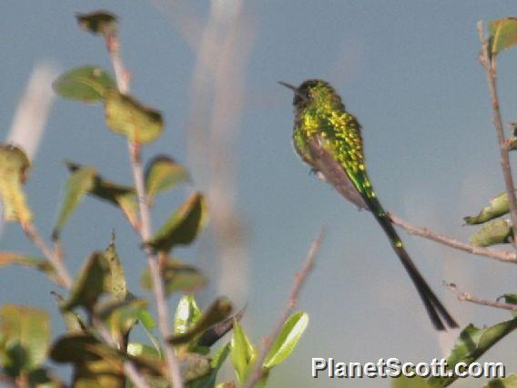 Green-tailed Trainbearer (Lesbia nuna)