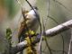 White-throated Tyrannulet (Mecocerculus leucophrys) 