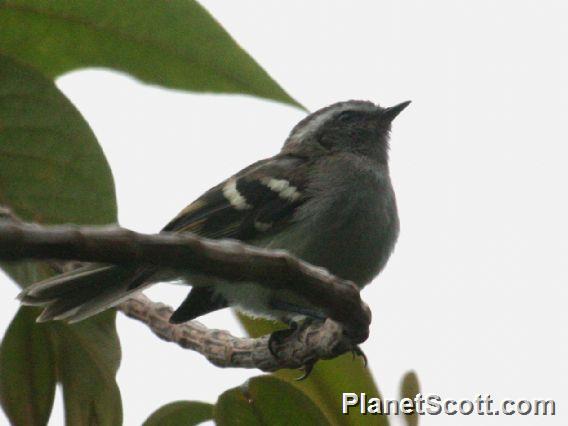 Rufous-winged Tyrannulet (Mecocerculus calopterus)