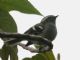 Rufous-winged Tyrannulet (Mecocerculus calopterus) 