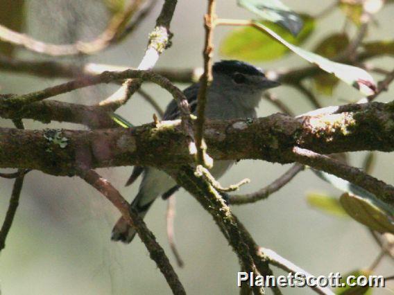 White-winged Becard (Pachyramphus polychopterus)