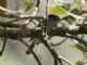 White-winged Becard (Pachyramphus polychopterus)