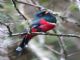 Masked Trogon (Trogon personatus) 