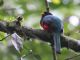 Masked Trogon (Trogon personatus) 