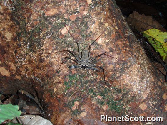 Tailless Whipscorpion (Amblypygi sp)