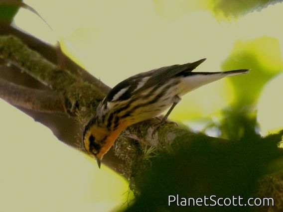Blackburnian Warbler (Dendroica fusca) 