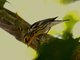 Blackburnian Warbler (Dendroica fusca) 