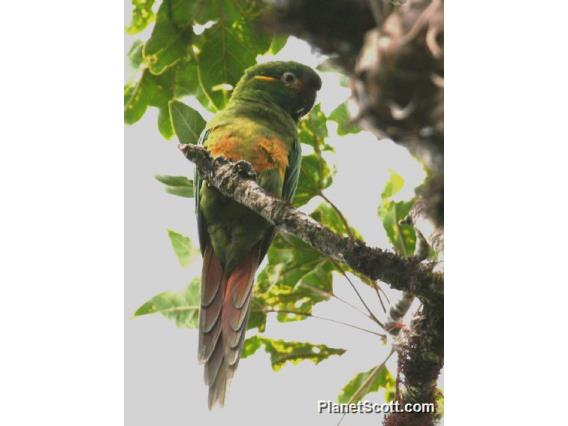 Golden-plumed Parakeet (Leptosittaca branickii)