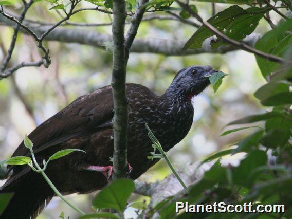 Bearded Guan (Penelope barbata)