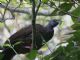 Bearded Guan (Penelope barbata) 