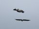Black-chested Buzzard-Eagle (Geranoaetus melanoleucus)