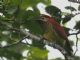 Crimson-mantled Woodpecker (Piculus rivolii) 