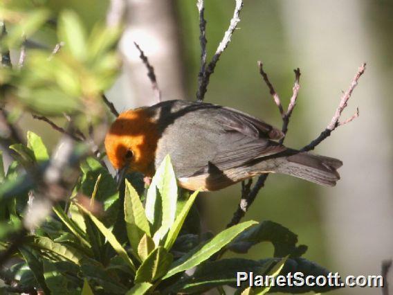 Rufous-chested Tanager (Thlypopsis ornata)