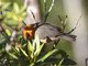 Rufous-chested Tanager (Thlypopsis ornata)