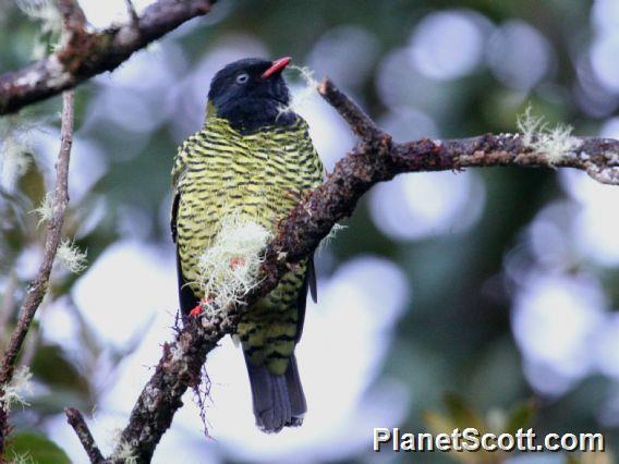 Barred Fruiteater (Pipreola arcuata)