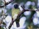 Barred Fruiteater (Pipreola arcuata) Male