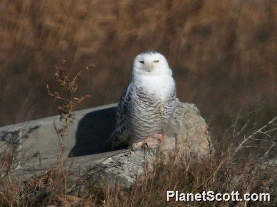 Snowy Owl (Bubo scandiacus)