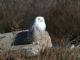 Snowy Owl (Nyctea scandiaca) 