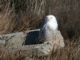 Snowy Owl (Nyctea scandiaca) 