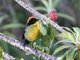 Rufous-naped Brush-Finch (Atlapetes rufinucha)