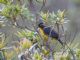 Lacrimose Mountain-Tanager (Anisognathus lacrymosus) 