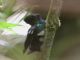 Glowing Puffleg (Eriocnemis vestitus) 