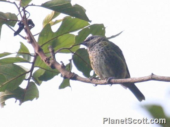 Spotted Tanager (Ixothraupis punctata)