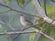 Black-billed Thrush (Turdus ignobilis)