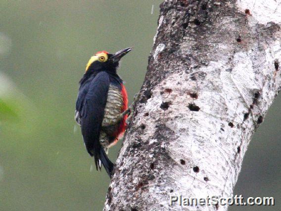 Yellow-tufted Woodpecker (Melanerpes cruentatus)