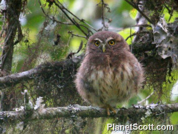 Andean Pygmy-Owl (Glaucidium jardinii)