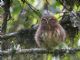 Andean Pygmy-Owl (Glaucidium jardinii) 