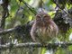 Andean Pygmy-Owl (Glaucidium jardinii) 