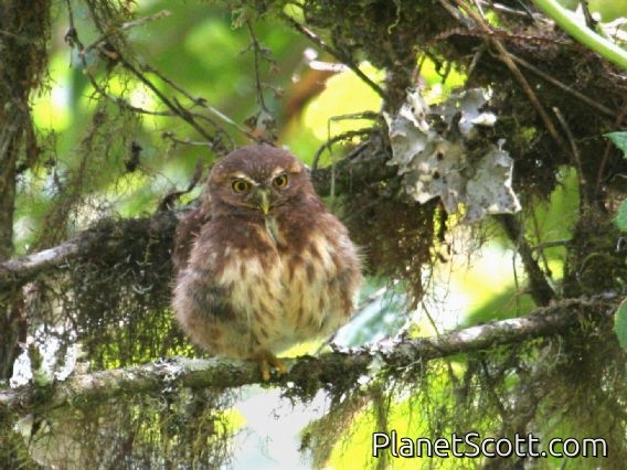 Andean Pygmy-Owl (Glaucidium jardinii) 